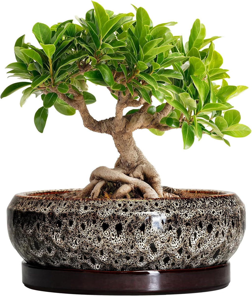 Ghiveci ceramic pentru bonsai, glazurat, puțin adânc, pentru plante suculente, cu orificiu de drenaj și farfurie din bambus pentru plante de apartament, 20,3 cm, maro