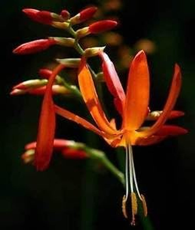 Crocosmia aurea | Stjerneskud | Valentinsdag Blomst | Montbretia | 10 frø