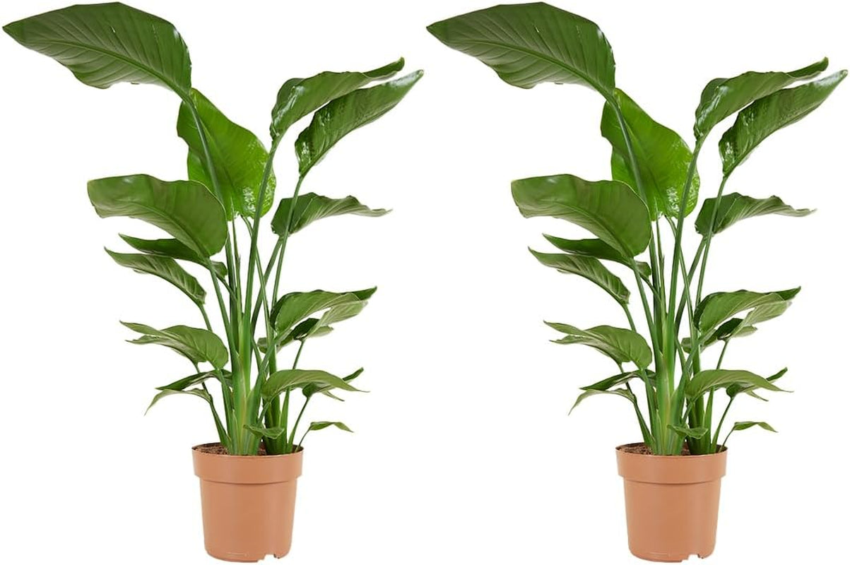 Bloomique - Strelitzia Nicolai - Paradiesvogelblume - Paradiesvogelblume - XXL Zimmerpflanzen - Luftreinigend - Pflegeleicht - 150-170 Cm Hoch - Topf 27 Cm