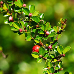 Teppichmispel, Herbstblumen Winterhart Bodendecker Cotoneaster Dammeri, Schnell Wachsende Sträucher Kaufen Geschenke Für Gärtner Exotische Seltene 120Samen