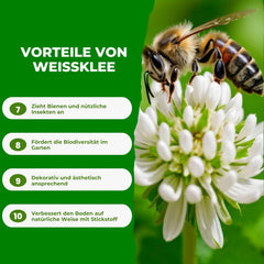 Mikroklee - Weißklee Trifolium Repens 500G - Rasenklee Bereichert Den Rasen - Klee Samen Zur Anlockung Von Bienen -Saatgut Für Gleichmäßige, Dichte Grasnarbe Das Ganze Jahr Über