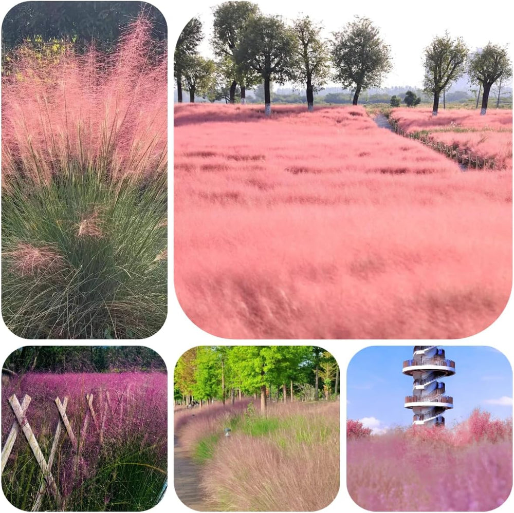 Muhlenbergia Capillaris, Ziergras Bodendecker Winterhart Herbst Deko Topfpflanzen 300Samen