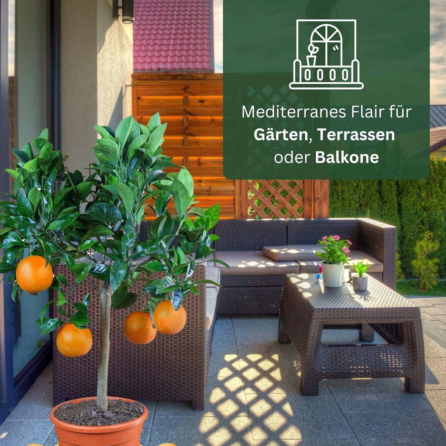 Appelsin fra My Oranjeria - ægte appelsin - citrusplante - Citrus sinensis - Orange - podet appelsin til gartnere (Mezzo [M])