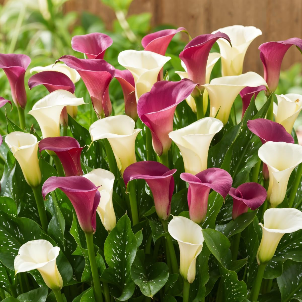 Calla Bulbs Hardy Staude - Zantedeschia Orange Passion (Orange) - 5 store blomsterløg - Ægte Hollandske planter - Til have og krukker (ikke frø, ikke kunstige)