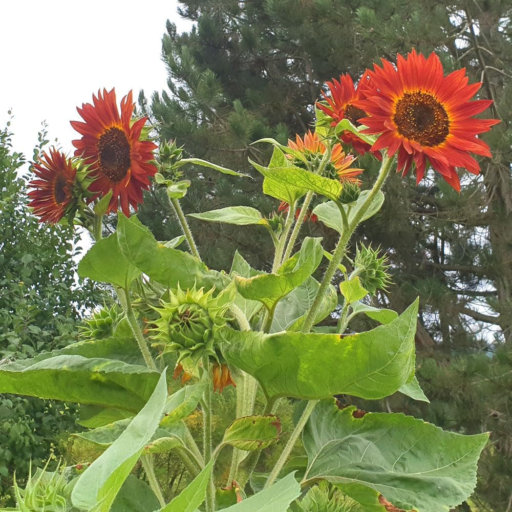 Plant Grow Gift Kit - Sunflower Sunset, inklusive potter, substrat og dyrkningsinstruktioner