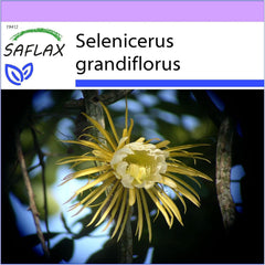 SAFLAX - Kakteen - Königin Der Nacht - 40 Samen - Selenicerus Grandiflorus