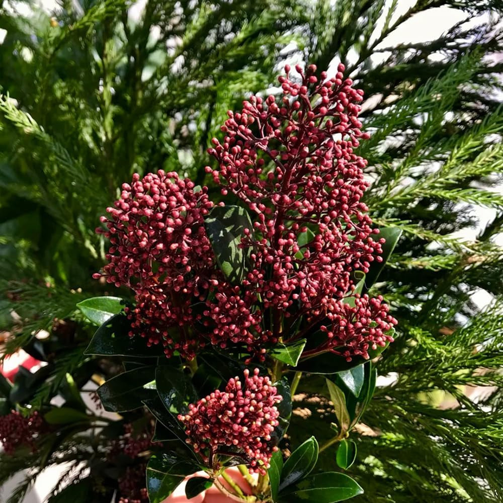 Skimmia, Blumensamen Seltene Skimmia Japonica Rubella, Pflanzensamen Zimmerpflanzen Sträucher Garten Balkonpflanzen Winterhart Mehrjährig Wildblumensamen 350Samen