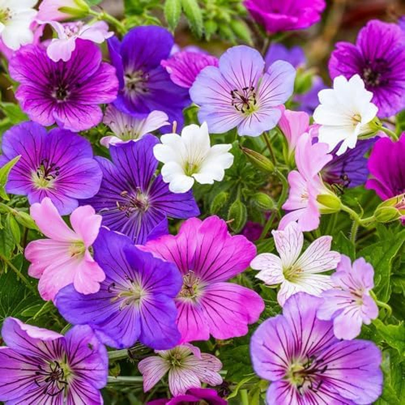 Super Perennial Geranium Collection (10 planter/rødder) Hårdfør blanding af 5 sorter, store flerårige hybrider fra Holland, til haven, blomsterlag (ingen frø, ingen kunstige løg)