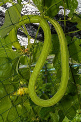Freilandgurke Chinesische Schlangen (Cucumber Chinese Snake), Gurke, Grun,