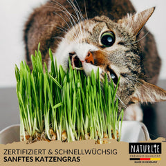 XXL 200G Premium Katzengras Samen Set: Saatgut Für 80 Töpfe Fertiges Katzengras - Saatgut Für Eine Sanfte/Weiche Katzenwiese - Premium Saatgut Für Deine Katze