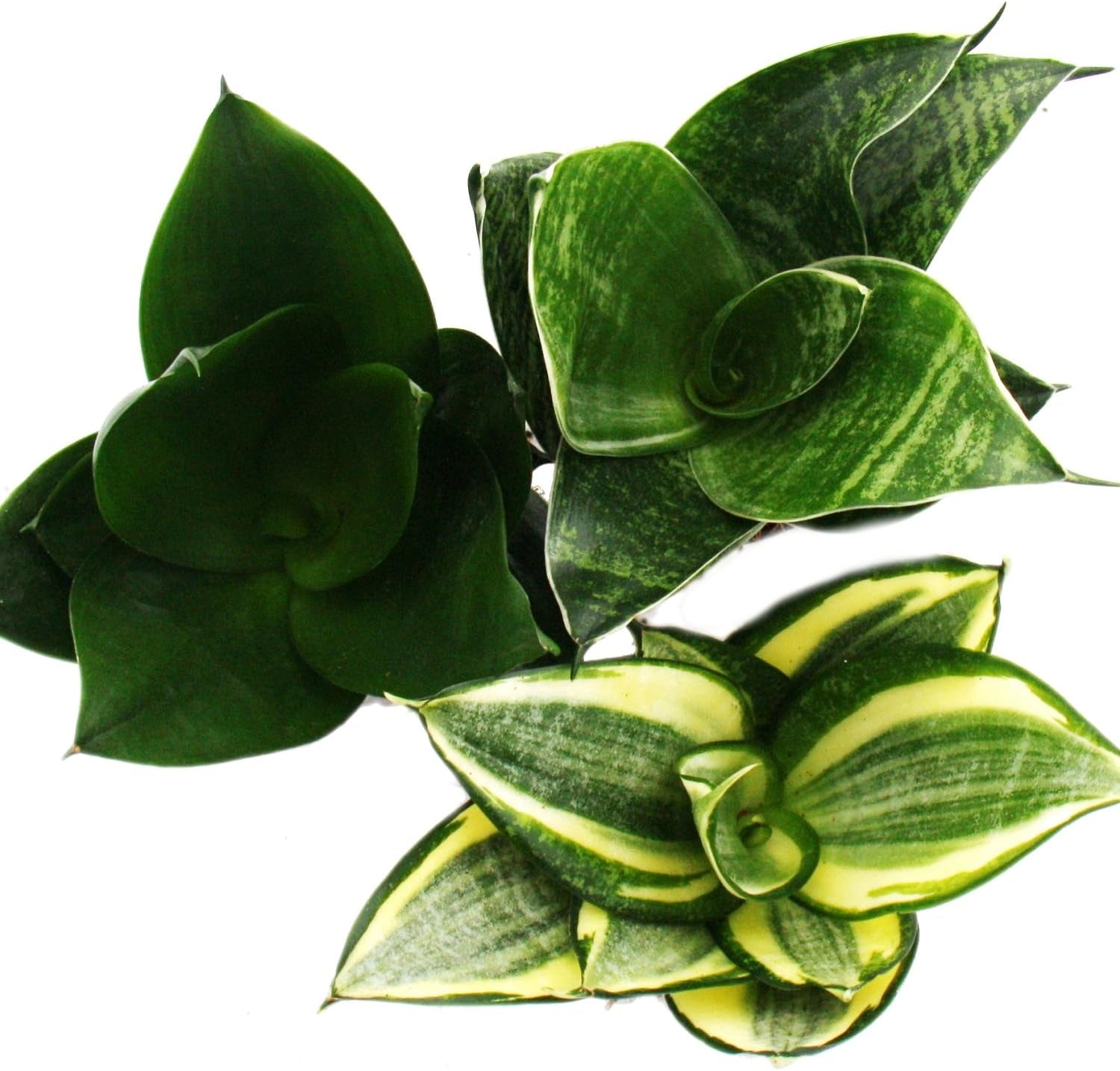 Exotenherz - Sansevieria Trifaciata Hahnii - 3 Versch. Pflanzen Im 5,5Cm Topf - Bogenhanf, Schwiegermutterzunge