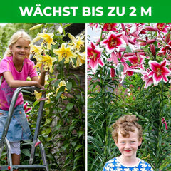 Giant Lily Bulbs Hardy Tree Collection - Hardy Blomsterløg - Pakke med 15 i 5 sorter og farver - Holland Mix til haveplantning (ikke frø, ikke kunstige)
