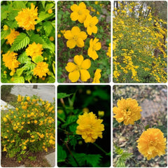 Ranunkelstrauch - Balkonpflanzen Kerria Japonica - Winterharte Für Garten Blühende Sträucher Winterhart Gartenpflanzen 150Samen