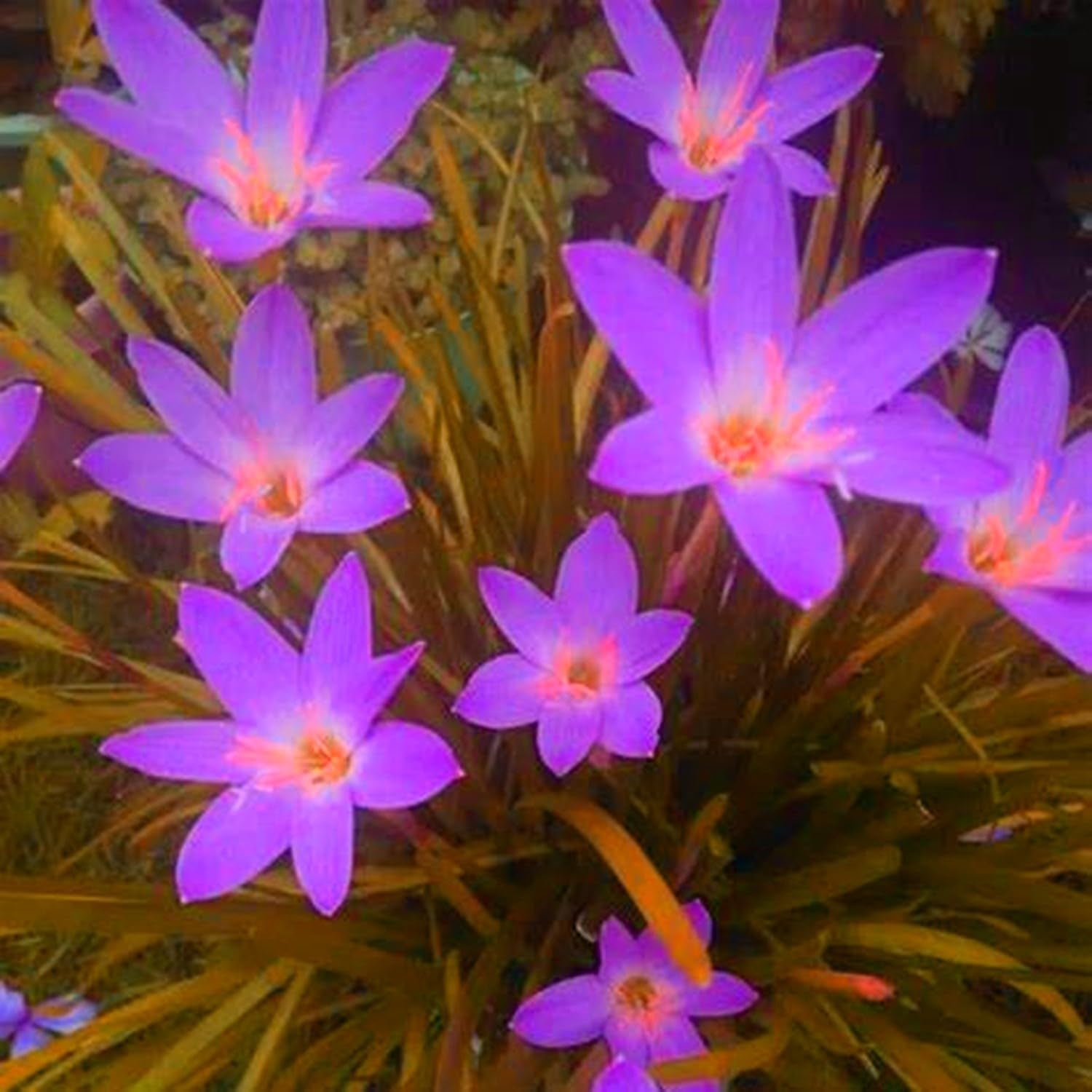 Blomsterløgblanding, Mystery Magic Bulb, Hårdfør plantning, Vinterhårdfør flerårig blomsterløg, Hårdføre løg - 3 orkidéløg