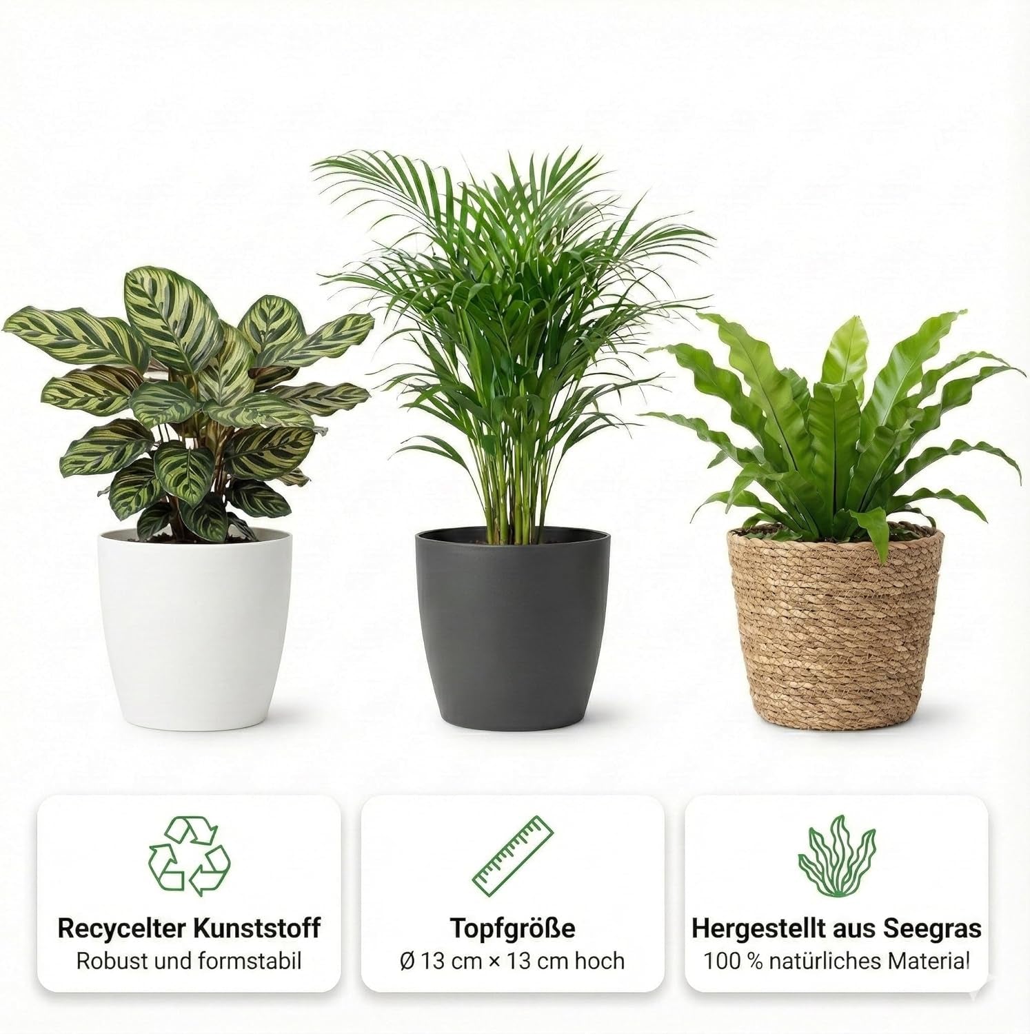 Vdvelde.Com - Luftreinigende Pflanzen Anthrazit 6 - Tierfreundliche Grüne Zimmerpflanzen - Einfacher Und Geringer Lichtbedarf - Ø12 Cm ↥Ca.40 Cm