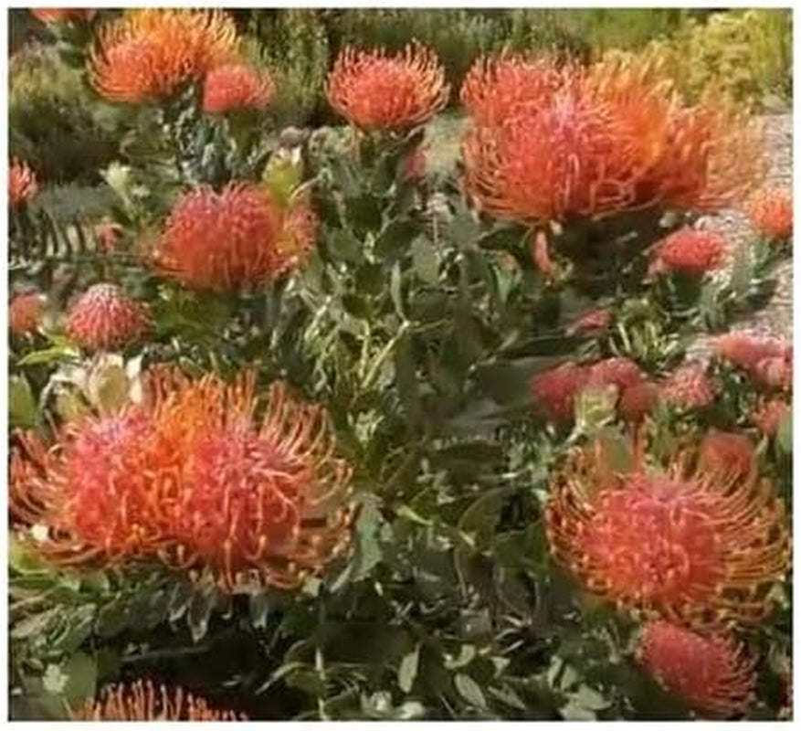Stk - 5X Leucospermum Patersonii Nadelkissen Strauch Pflanzen - Samen B1710 -