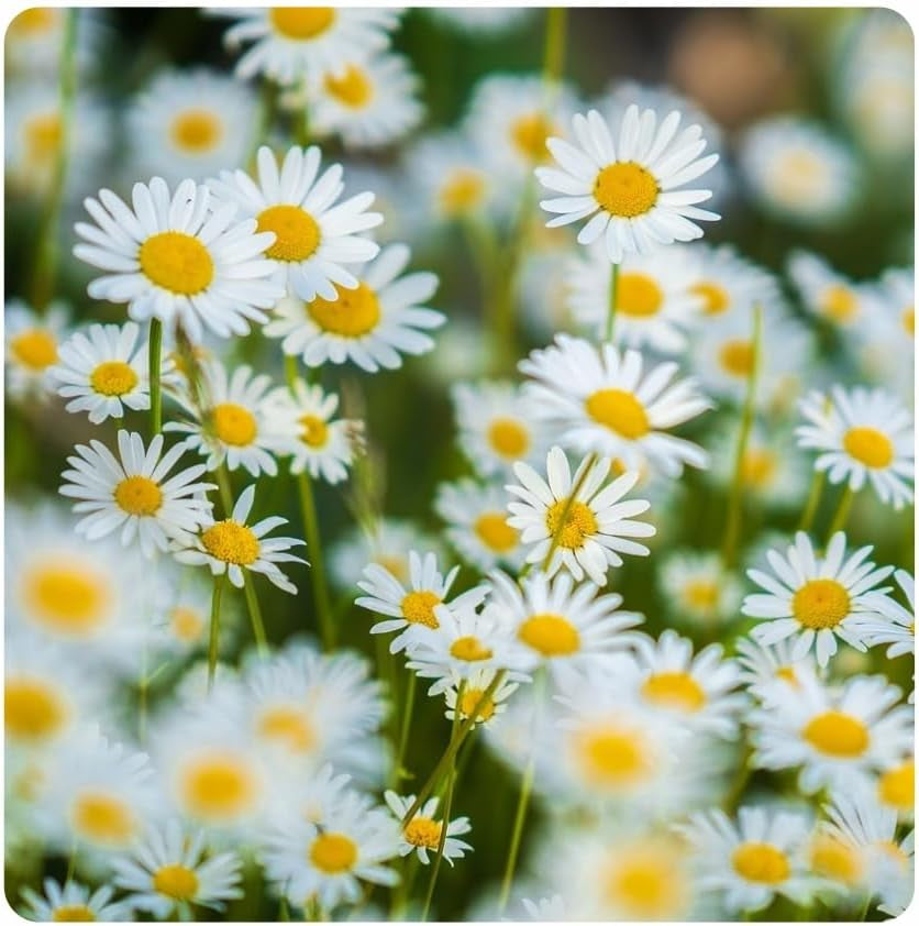Blomstereng - Bivenlig blomsterfrøblanding - vilde blomster og græs til tørre steder - vilde blomsterfrø - enårig og flerårig frøblanding