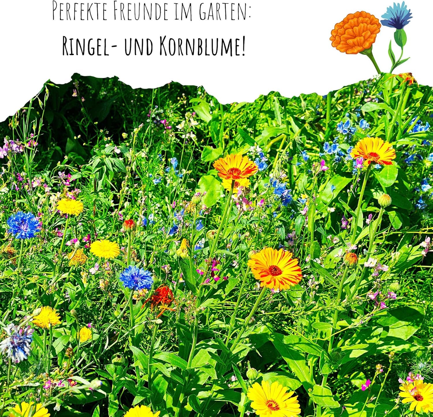 Calendula frø (Calendula officinalis) - Alsidig lægeplante med spiselige blomster og ideel til en farverig blomstereng (Abendrot)