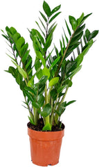 Bloomique | Smaragdpalme Für 2 Stück - Zamioculcas - Zimmerpflanze Im Scheitel ⌀17 Cm - Höhe 60 Cm