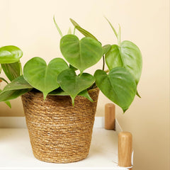 Bloomique - Philodendron Scandens - Hängepflanze - Auch Als Kletterpflanze Geeignet - Zimmerpflanzen - Luftreinigend - Pflegeleicht - 15-20 Cm Hoch - Topf 12 Cm