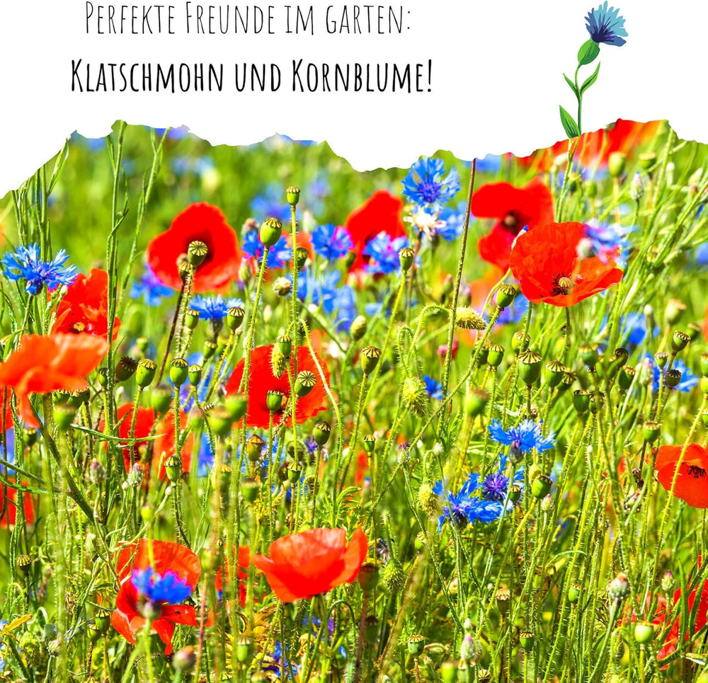 Centaurea cyanus frø - Smukke og levende blomster med en lang blomstringsperiode til en farverig blomstereng (Mix, 1000 frø, 80 cm)