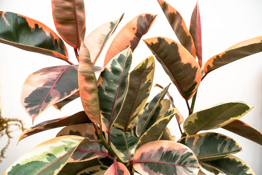 Trendyplants - Ficus Elastica Belize Am Stamm - Gummibaum - Zimmerpflanze - Höhe 120-140 Cm - Topfgröße Ø24Cm