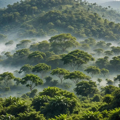 Cafea Arabica Tosepan din pădurea tropicală din Mexic 500 g