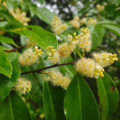 Kirschlorbeer, Prunus Laurocerasus, Pflanzensamen Kirschlorbeer Winterhart, Balkonpflanzen Garten Alte Sorten 200Samen