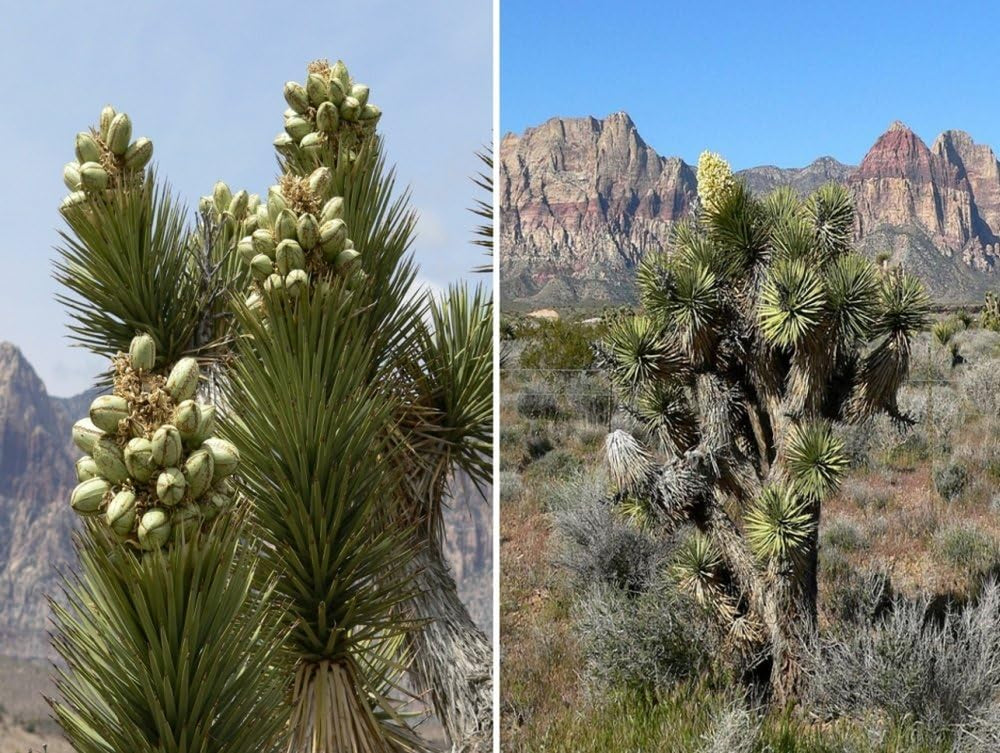 SAFLAX - Joshua Tree - 10 Samen - Yucca Brevifolia