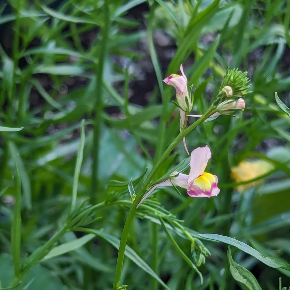 Marokkansk hør (Linaria maroccana) ca. 2000 frø af enårig sommerblomst, langblomstrende afskårne blomst