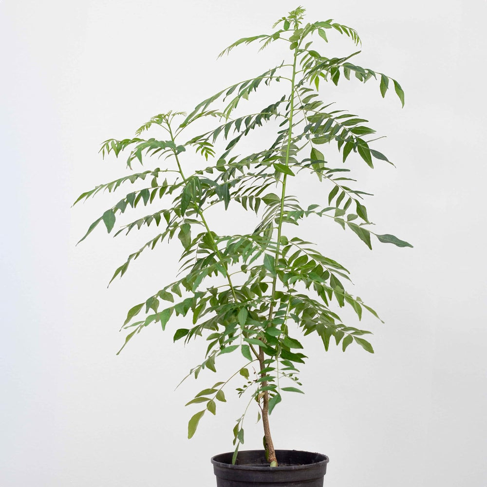 1 Curryblatt Baum | Murraya Koenigii | Aus Samen gezogen | Selten in der EU | Indische & Sri Lankische Zimmerpflanze | 10-15cm Höhe in 7cm Topf | Curry Pflanze | Bergera Koenigii