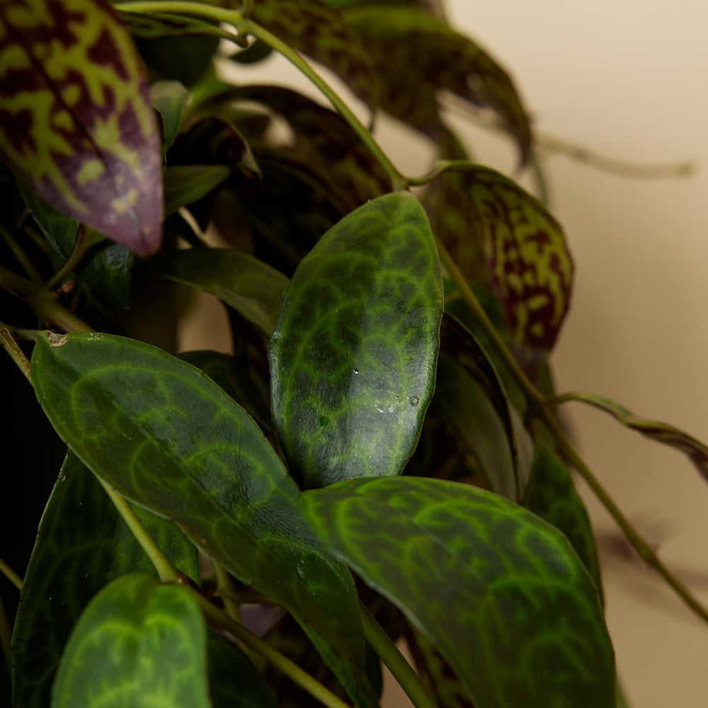 Bloomique – Aeschynanthus Marmoratus – Lippenstiftpflanze – Hängepflanze – Zimmerpflanzen – Haustierfreundlich – Luftreinigend – 30–40 Cm Hoch – Topf 17 Cm