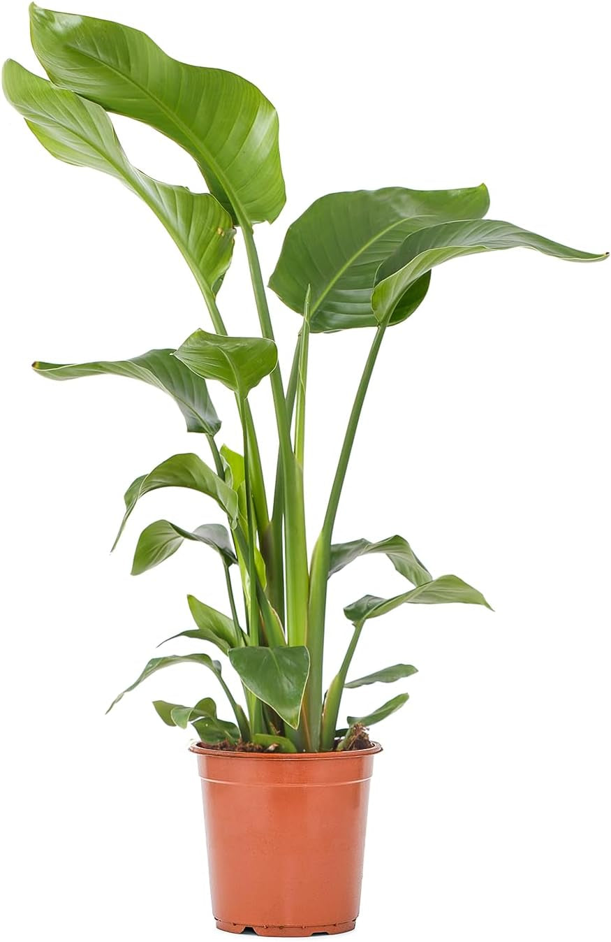 Bloomique - Strelitzia Nicolai - Paradiesvogelblume - Paradiesvogelblume - XXL Zimmerpflanzen - Luftreinigend - Pflegeleicht - 150-170 Cm Hoch - Topf 27 Cm