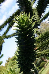 Araucaria Araucana - Andentanne - Chilenische Schmucktanne - 40-50 Cm