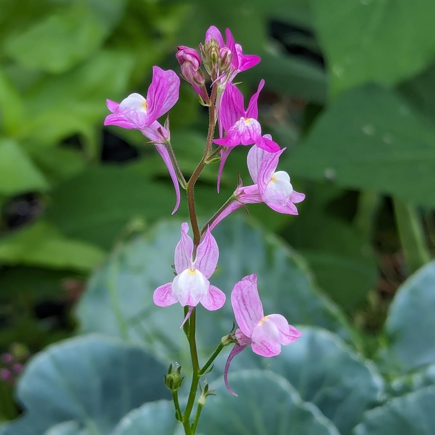 Marokkansk hør (Linaria maroccana) ca. 2000 frø af enårig sommerblomst, langblomstrende afskårne blomst