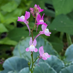 Marokkansk hør (Linaria maroccana) ca. 2000 frø af enårig sommerblomst, langblomstrende afskårne blomst