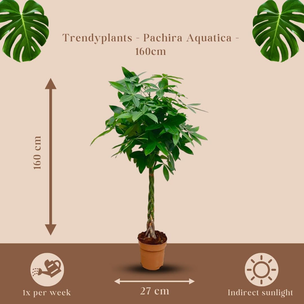 Trendyplants - Pachira Aquatica - Geldbaum - Zimmerpflanze - Höhe 130-150 Cm - Topfgröße Ø24Cm