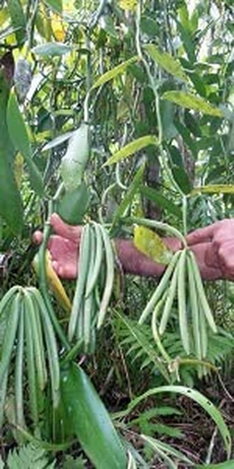 Extract pur de vanilie Madagascar Bourbon, 50 ml Arome Naty Shop