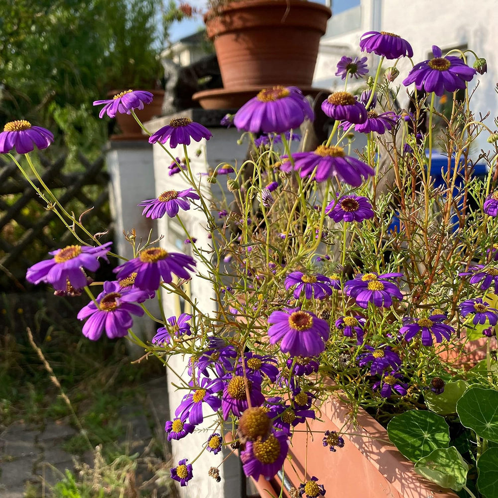Blå marguerit (Brachyscome iberidifolia) ca. 500 frø af årlig balkonblomst, langblomstrende potteplante, sommerblomst