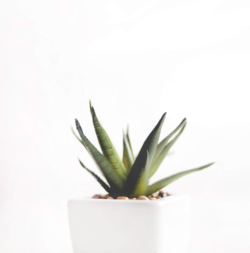 1L Lewatit HD-50 højkvalitets langtids hydroponiske gødningsgranulat perfekt til alle prydplanter Langtidsvirkning op til 6 måneder