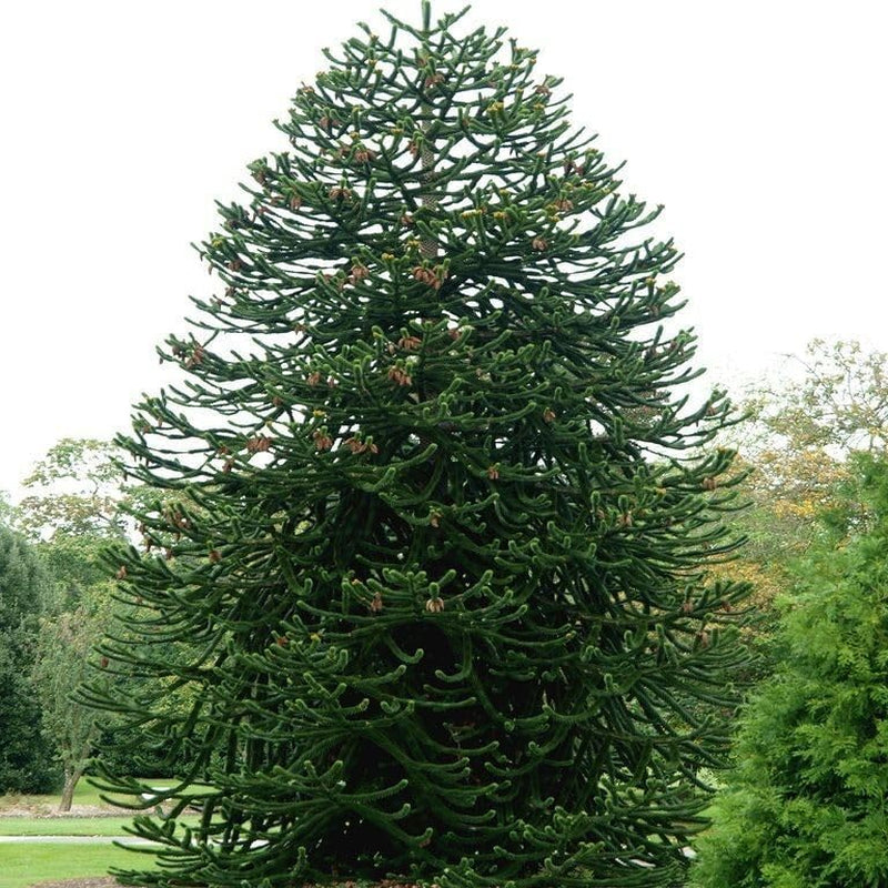 Exotenherz Chilenische Schmucktanne - Andentanne - Araucaria Araucana - Setzling Im 19Cm Topf