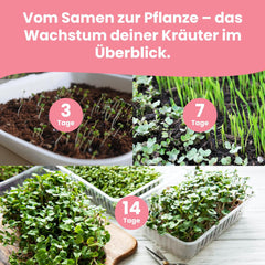 LERAVA Kräutersamen Sæt – 12 Sorten: Basilikum Samen, Parsilie Samen, Koriander, Oregano & Mehr – Saatgut für frische Kräuter im Garten eller Topf, Premium Samen für Küche & Balkon - Samen sæt, frø