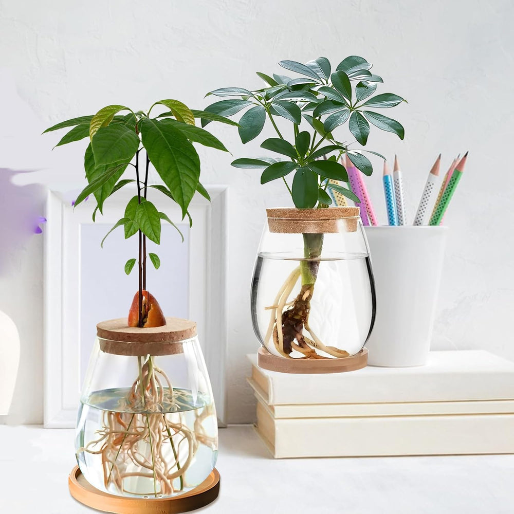 Hydroponic Plant Grow Station 12x11cm Avocado frøvase Glasplantekasse Hydroponisk glasvase til vandplanter eller blomster Skrivebordsdekoration 2 stk.