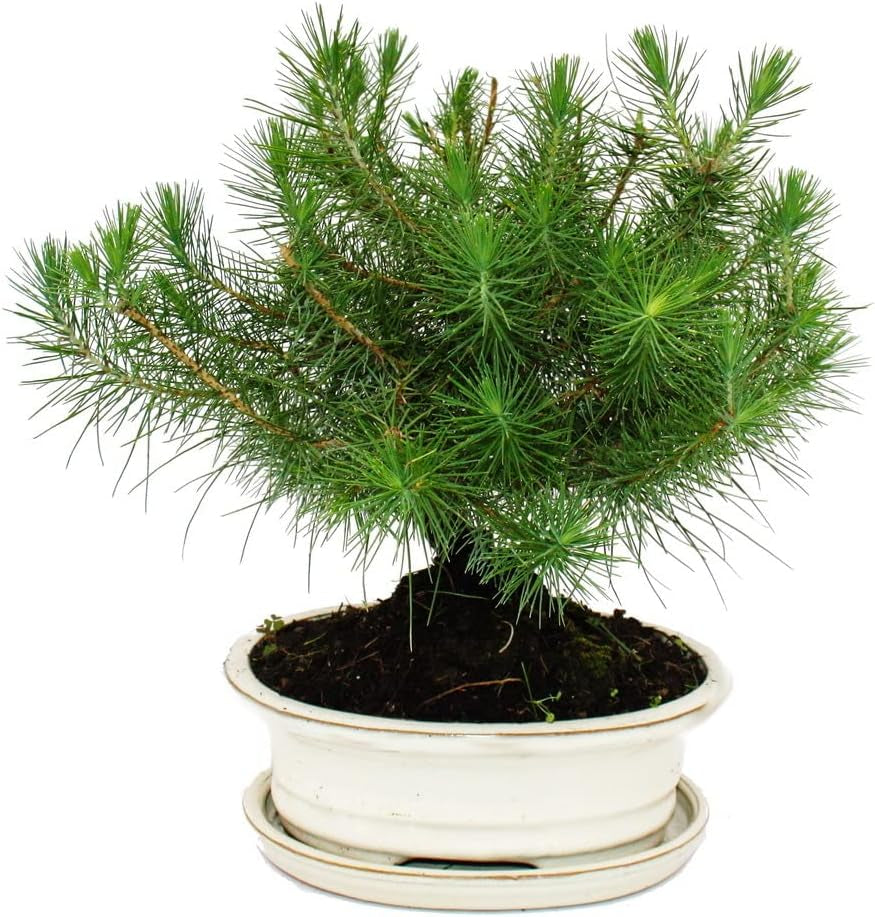 Exotenherz Bonsai - Pinus Halepensis - Aleppo-Kiefer - Ca. 9 Jahre Alt