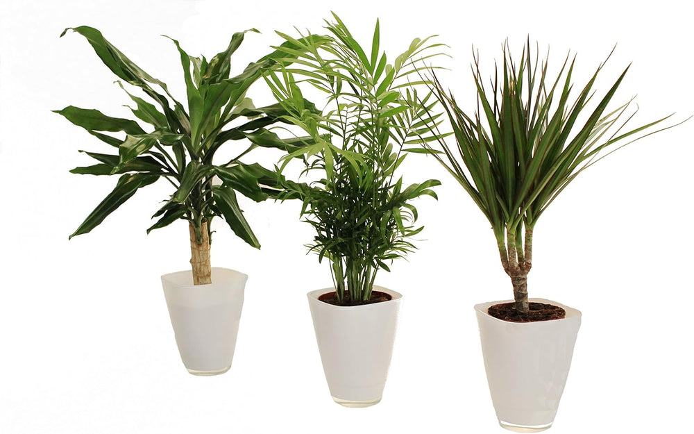 , Palmen-Set, Dracena Fragans, Zimmerpalme, Marginata Und Dekotopf, Weiß