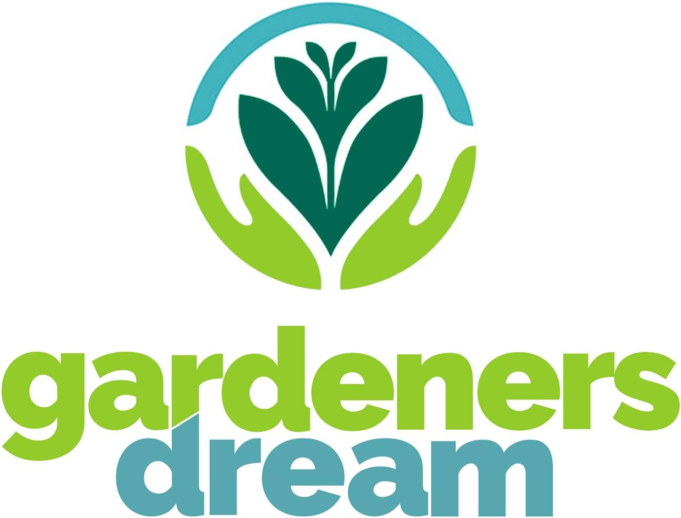 Gardeners Dream: 4 rigtige Tillandsia-planter - 4 rigtige Tillandsia-luftplanter - Terrarieplanter - Dekorative terrariumplanter - Luftrensende stueplanter - Dekorative planter - Rigtige planter