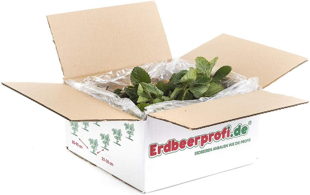 Erdbeerpflanzen Anbau-Set: 20 Gemischte Erdbeerpflanzen Inkl. Dünger - Sorten: Daroyal, Korona, Amandine, Favori - Frigo-Erdbeeren Von Erdbeerprofi.De