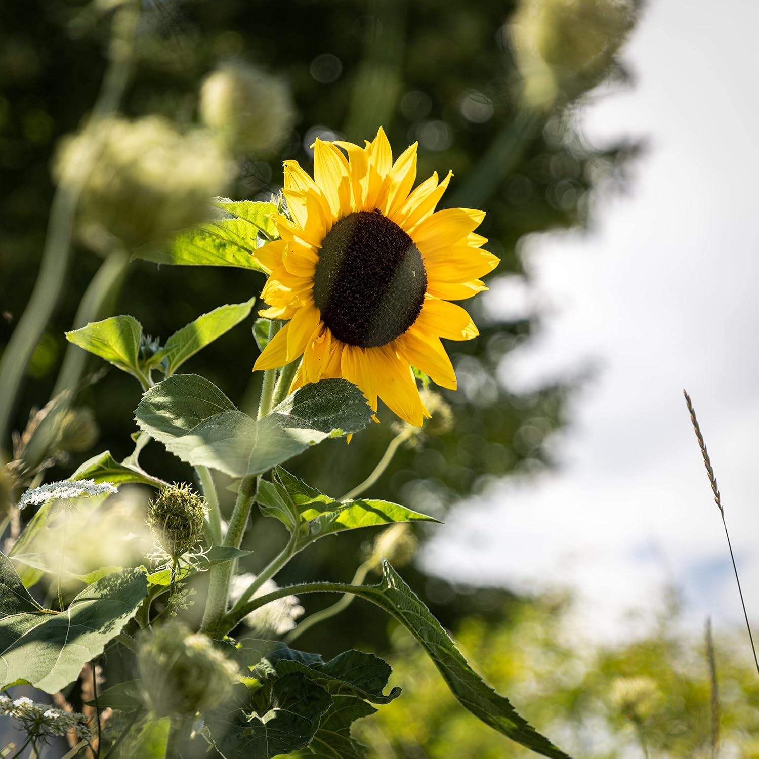 Gule diskossolsikkefrø (Helianthus annuus): Premium solsikkefrø, solsikkefrø til dyrkning af omkring 20 solsikkeplanter - insektvenlige blomsterfrø fra OwnGrown