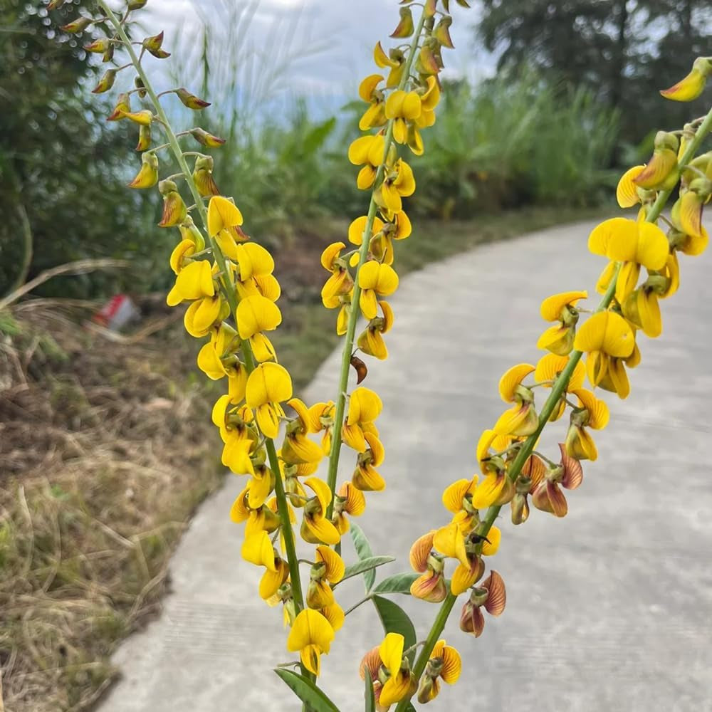 Crotalaria Cunninghamii, Kräutergarten Geschenk Crotalaria Pallida, Hochbeet Sträucher Winterhart Kräutersamen Heilkräuter Bio Schnellwachsende 50Samen