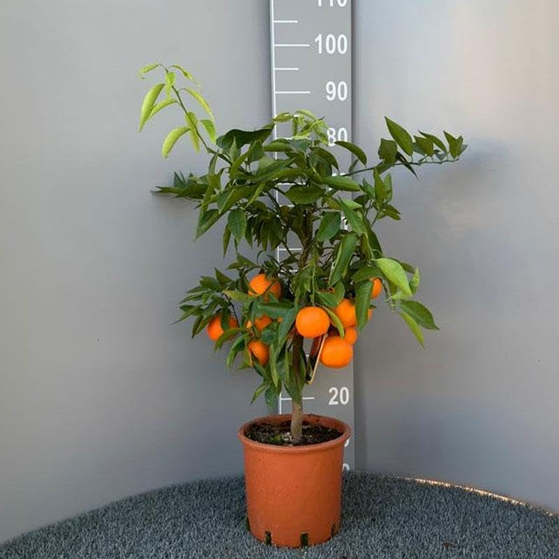 SAVINI VIVAI Clementinenpflanze, Gewöhnlicher Clementinen-Zitrusbaum Im 20 Cm Topf, Höhe 70 Cm, 2-3 Jahre Veredelung, Hergestellt in Italien